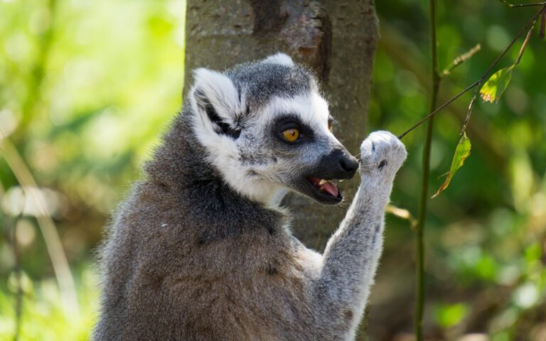 A ring-tailed lemur stands on its hind legs near a tree, appearing to reach for a branch. Its mouth is open, yellow eyes focused, as sunlight illuminates its fur—perfect for weekend photos with a green blurred background.