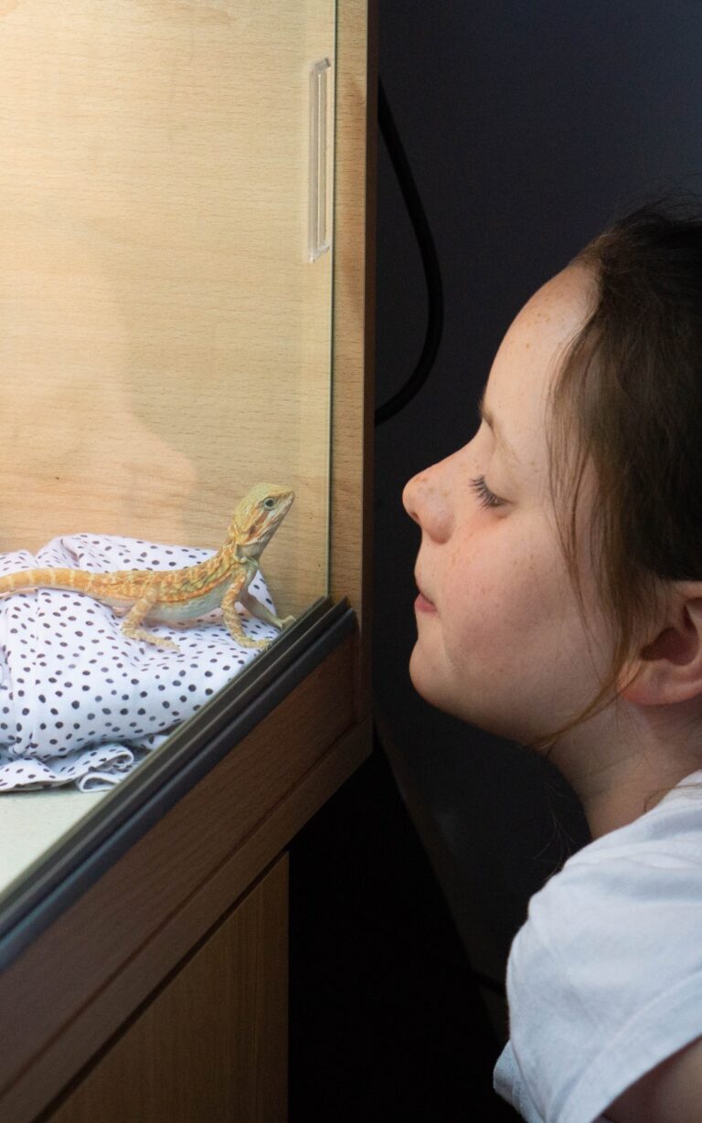 A young girl closely observes Dobby, a bearded dragon lizard, inside a glass enclosure. The lizard rests on a fabric with polka dots near the glass, facing the girl in this charming moment from a weekend in pictures.