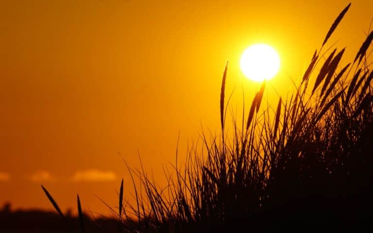 Tall grass silhouettes in the foreground with a bright, orange sunset casting a warm glow across the sky, capturing the fun and beauty of West Witterings Beach.
