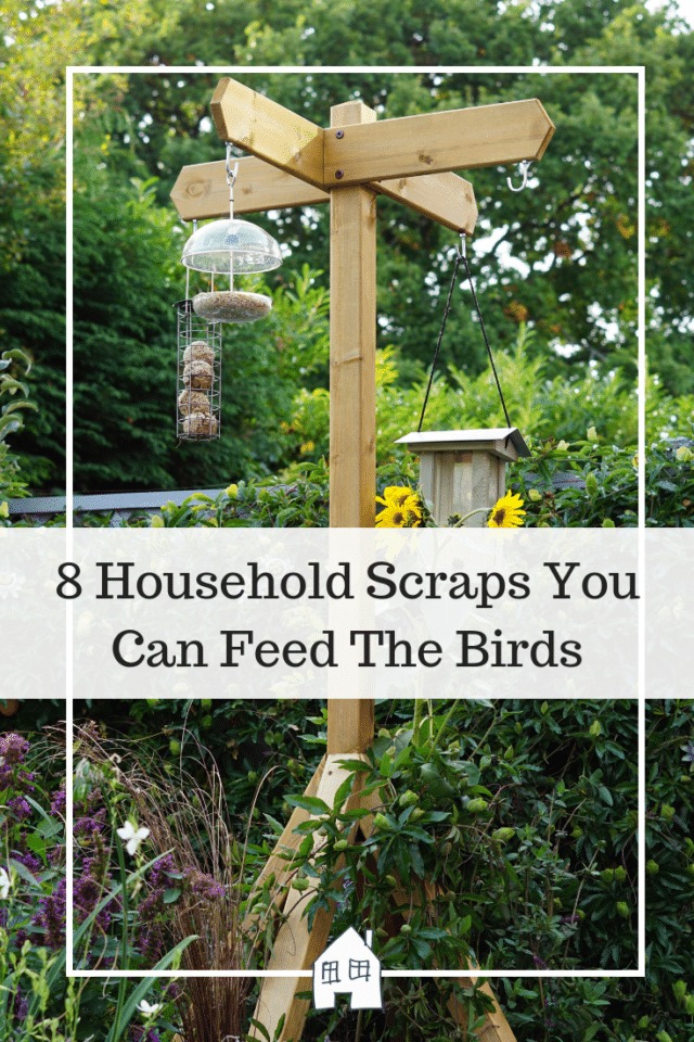 8 Household Scraps You Can Feed The Birds | Renovation Bay-Bee