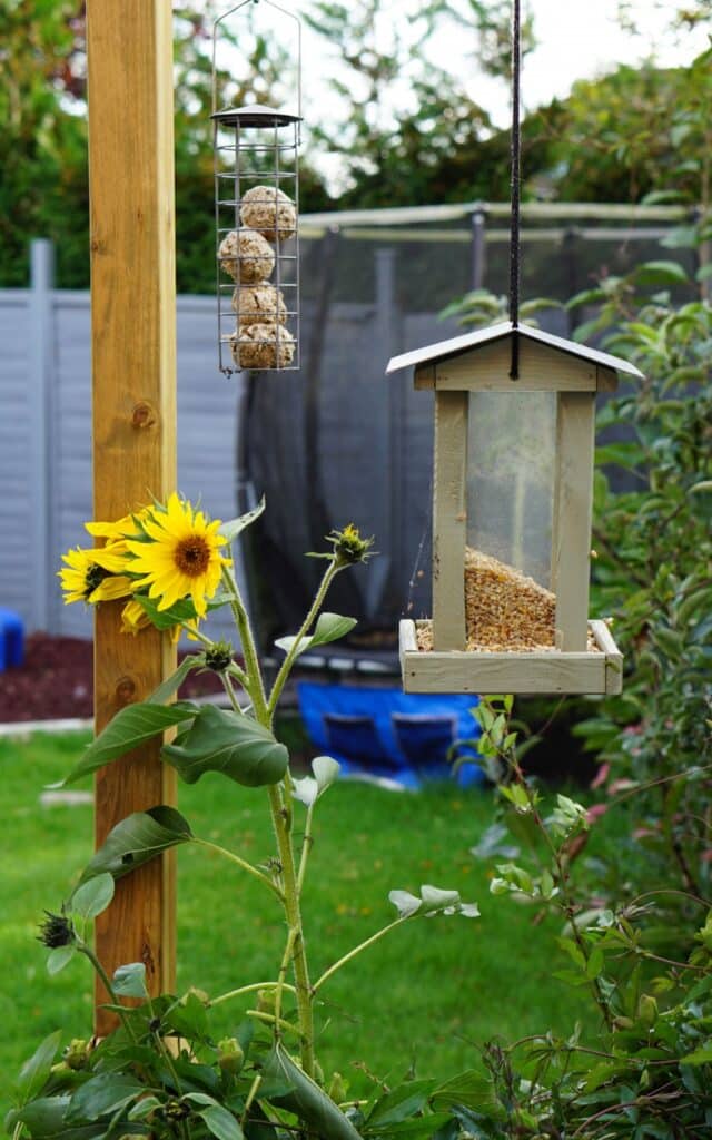 8 Household Scraps You Can Feed The Birds | Renovation Bay-Bee