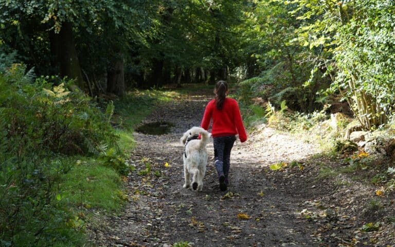 A person wearing a bright red jumper walks with a large, fluffy white dog along a leafy forest path on a sunny day—capturing the perfect moment for any Weekend in Pictures. Trees and greenery surround the dirt track.