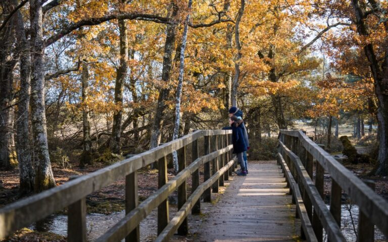 A child in a blue coat and hat stands on a wooden bridge, looking over the edge. Autumn trees with orange leaves surround the bridge, sunlight filtering through the branches captures a perfect Weekend in Pictures moment.