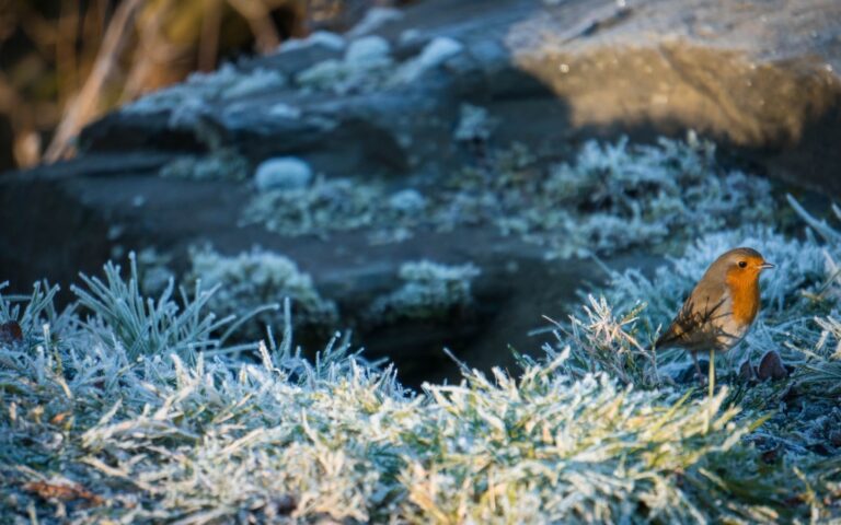 A small bird with an orange-red breast stands on frost-covered grass, evoking the charm of Christmas in Scotland, with a blurred rocky background in the early morning light.