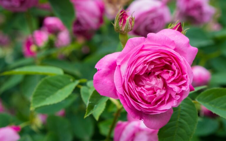 Close-up of a blooming pink rose with layered petals, surrounded by green leaves and more pink rosebuds in the blurred background—perfect for a weekend photography session or adding to your photo diary.