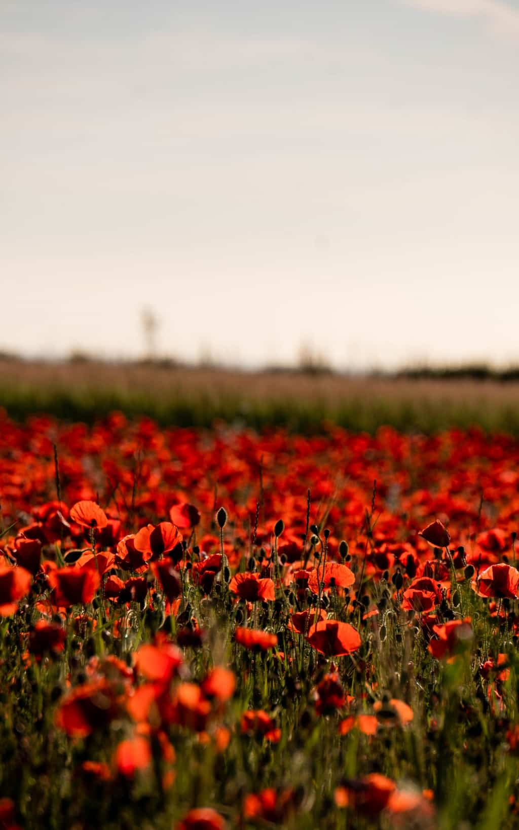 A sunlit field filled with vibrant red poppies stretches into the distance beneath a clear sky near Newquay, creating a warm and peaceful natural scene that captures the Best of Britain.