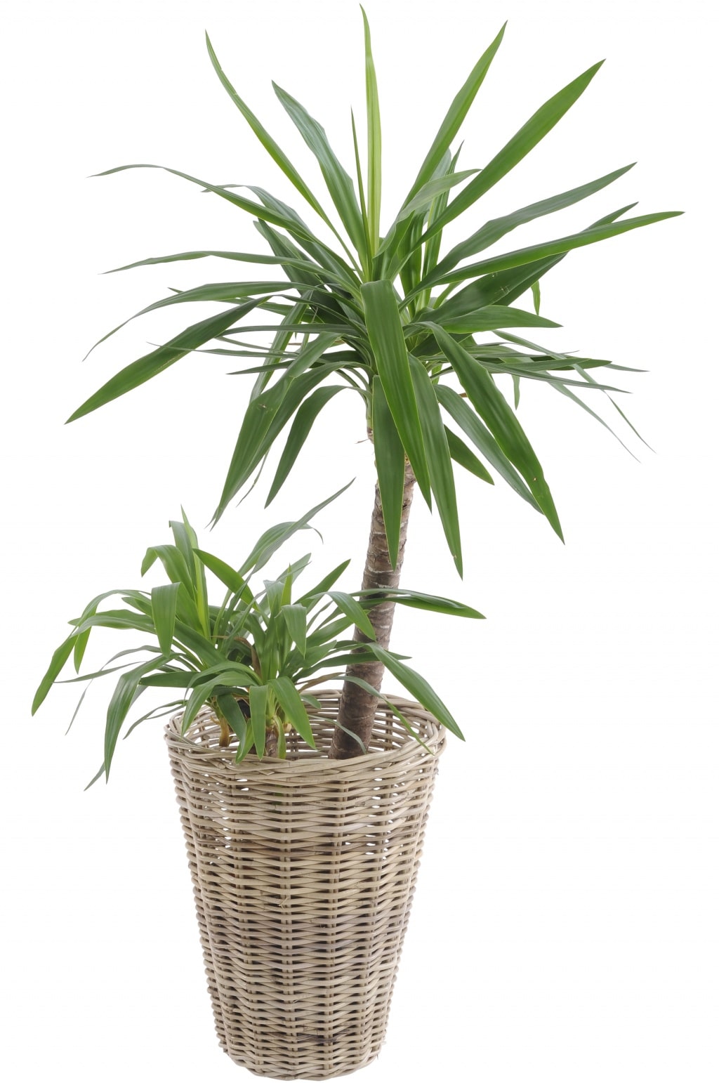 A tall potted plant with long, pointed green leaves in a woven, light brown basket—perfect for adding fresh style and greenery to your utility room. The plant has two main stems with lush foliage against a crisp white background.