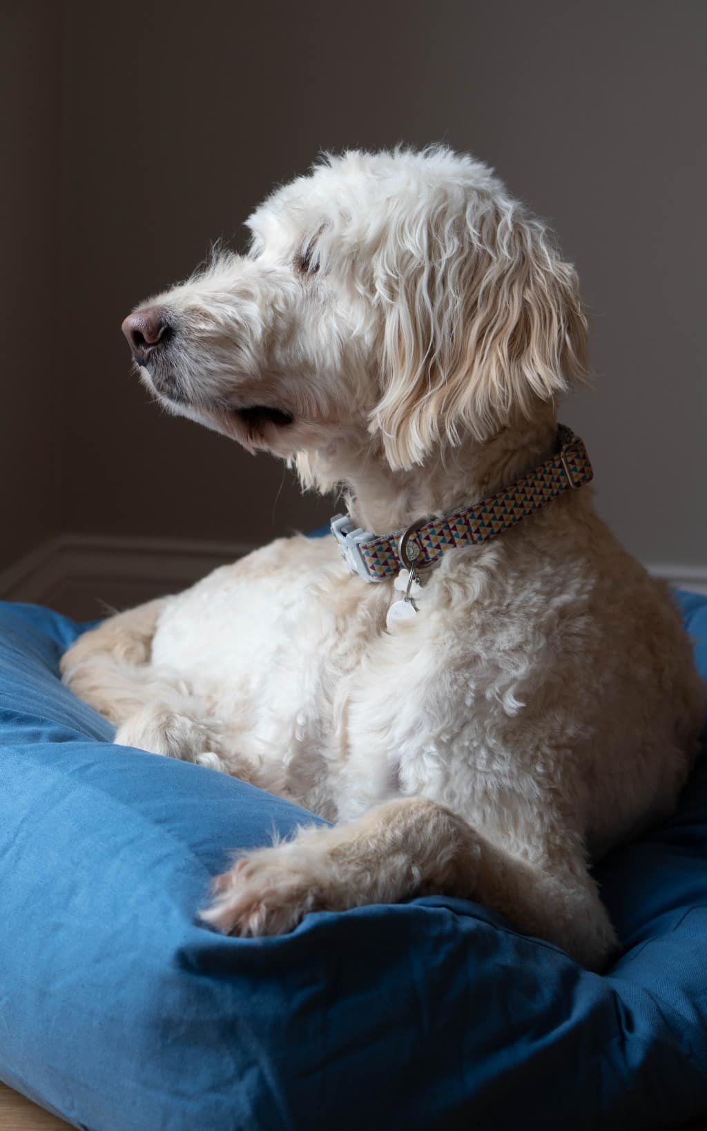 A fluffy white dog with wavy fur and a colourful collar lies on a Lupo's Nest dog bed, looking calmly to the side in soft natural light.