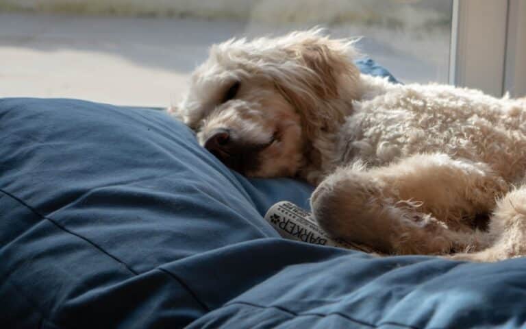 A fluffy cream-coloured dog is sleeping on a large blue Dog Bed from Lupo's Nest near a sunlit window, looking relaxed and comfortable. A dog tag attached to its collar is partially visible—truly worthy of a positive review.