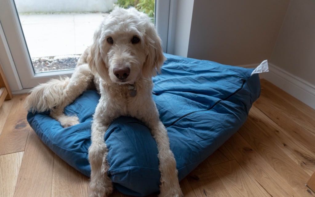 A fluffy cream-coloured dog lies on a crumpled Lupo's Nest Dog Bed, looking up, in a room with wooden floors and a glass door in the background.