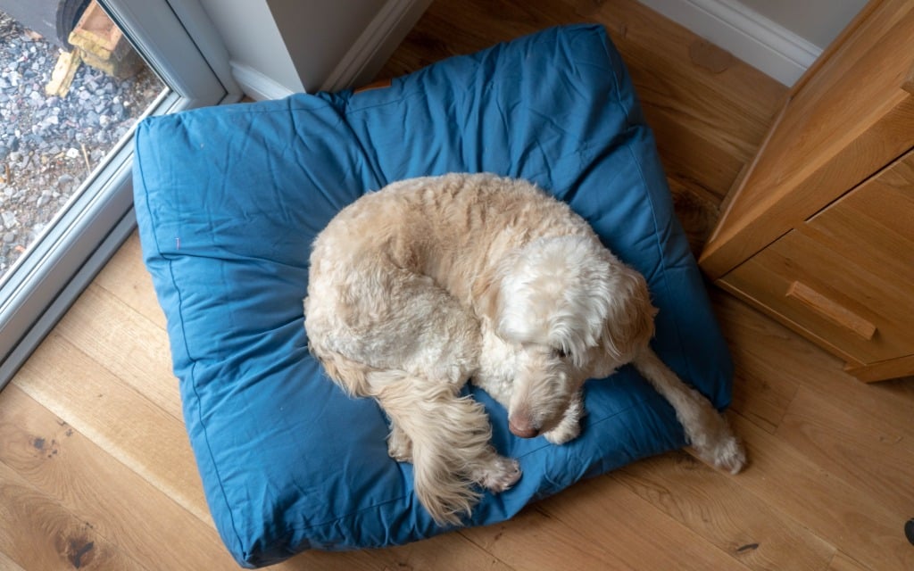 A fluffy, light-coloured dog is curled up and resting on a Lupo's Nest dog bed, nestled on a blue cushion near a glass door and a wooden cupboard on a wooden floor.