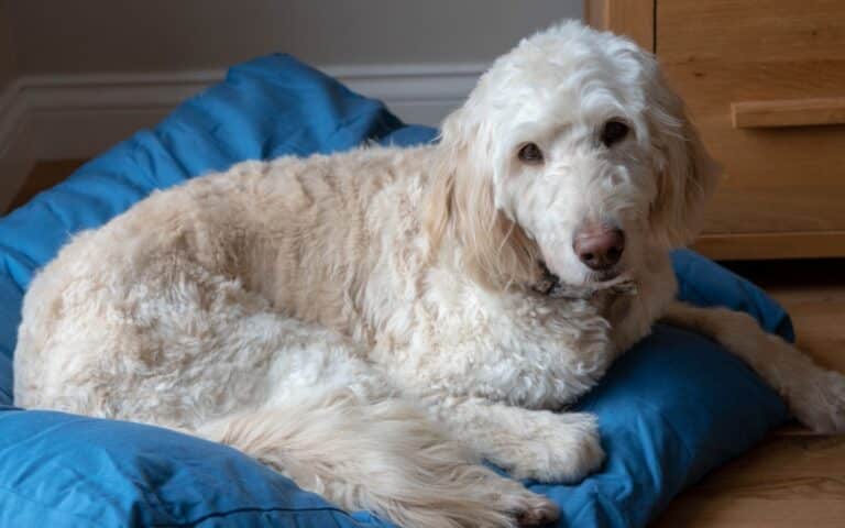 A fluffy, cream-coloured dog with wavy fur lies comfortably on a bright blue Lupo's Nest dog bed, looking towards the camera. There is a wooden cabinet and light-coloured wall in the background. Perfect for a cosy review photo!.