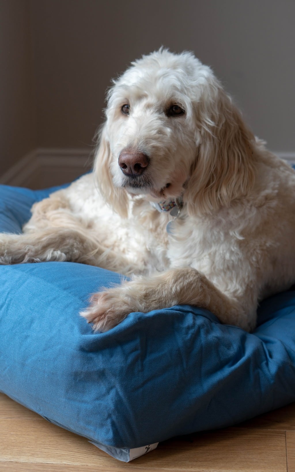 A fluffy, cream-coloured dog with wavy fur is lying calmly on a large blue Lupo's Nest Dog Bed, looking towards the camera. The setting appears to be indoors with soft natural light.