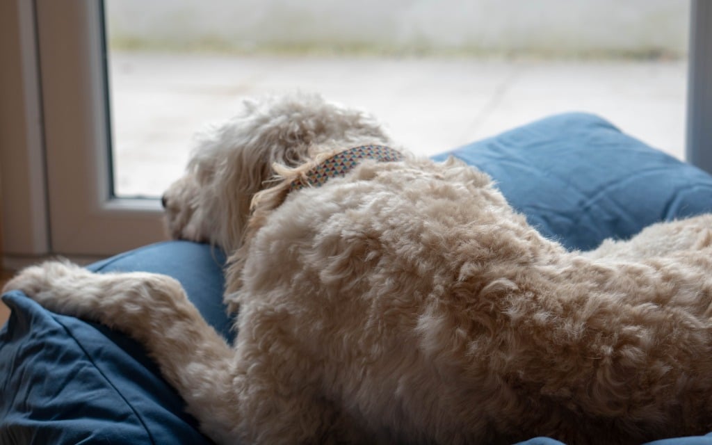 A fluffy, light-coloured dog lies on a Lupo's Nest dog bed indoors, resting its head and gazing out of a glass door into the bright outdoors.