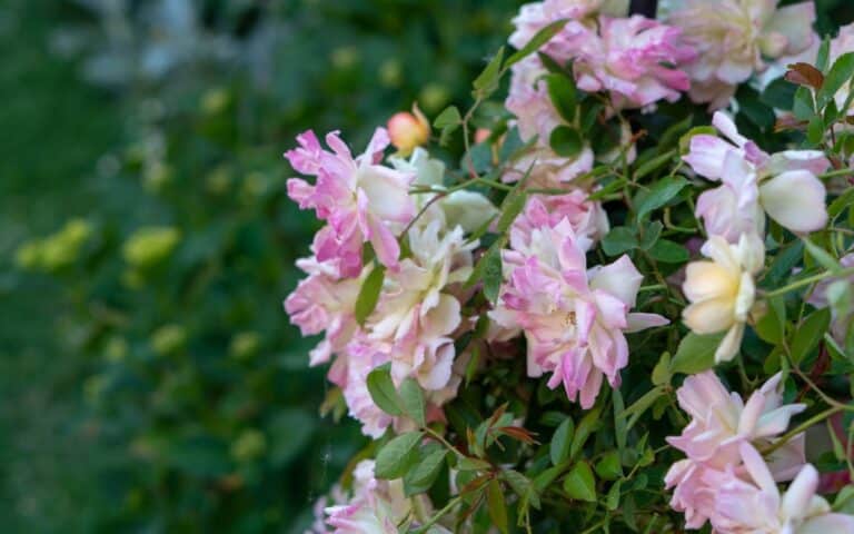 Clusters of light pink and white roses bloom on a green leafy bush in My Garden this May, with some flowers fully open and others still in bud form. The blurred greenery in the background highlights the vibrant blossoms.