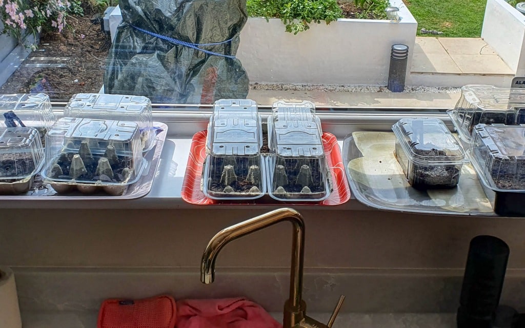 Several plastic containers with clear lids holding soil and seedlings are lined up on a windowsill above a sink, creating a hands-on kids' education project. Sunlight reaches the young plants, with outdoor greenery visible through the window.