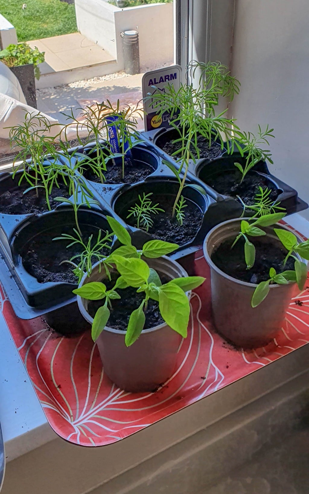 Seedlings growing in small pots and trays on a windowsill in May. The pots sit on a red tray with a white leaf pattern. Sunlight brightens this gardening scene, with an outdoor patio visible in the background.