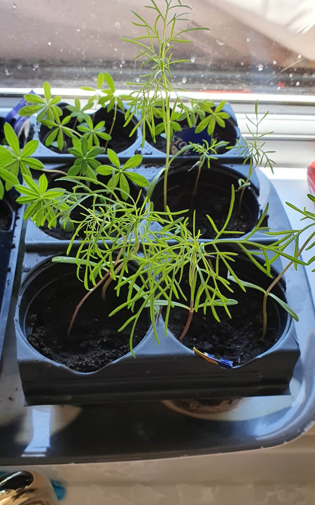Young green seedlings with delicate, feathery leaves grow in small black pots on a windowsill, receiving natural light—an inspiring sight for anyone passionate about May gardening.
