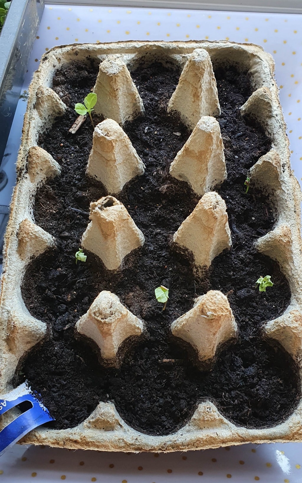 An egg box filled with soil is being used as a seed starter tray in my garden. Small green seedlings are sprouting in several sections of the box, marking early plant growth this May.