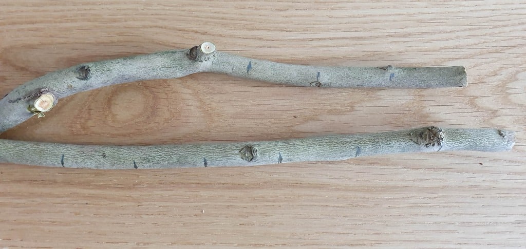 Two small, greyish tree branches lie parallel on a light wooden surface. With visible buds, knots, and cut ends, they’re perfect for a DIY woodland wall art project or as rustic elements for a picture hanger.