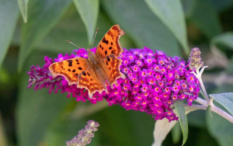 An orange butterfly with black spots rests on a vibrant purple flower in My Garden, surrounded by green leaves—a perfect July scene.