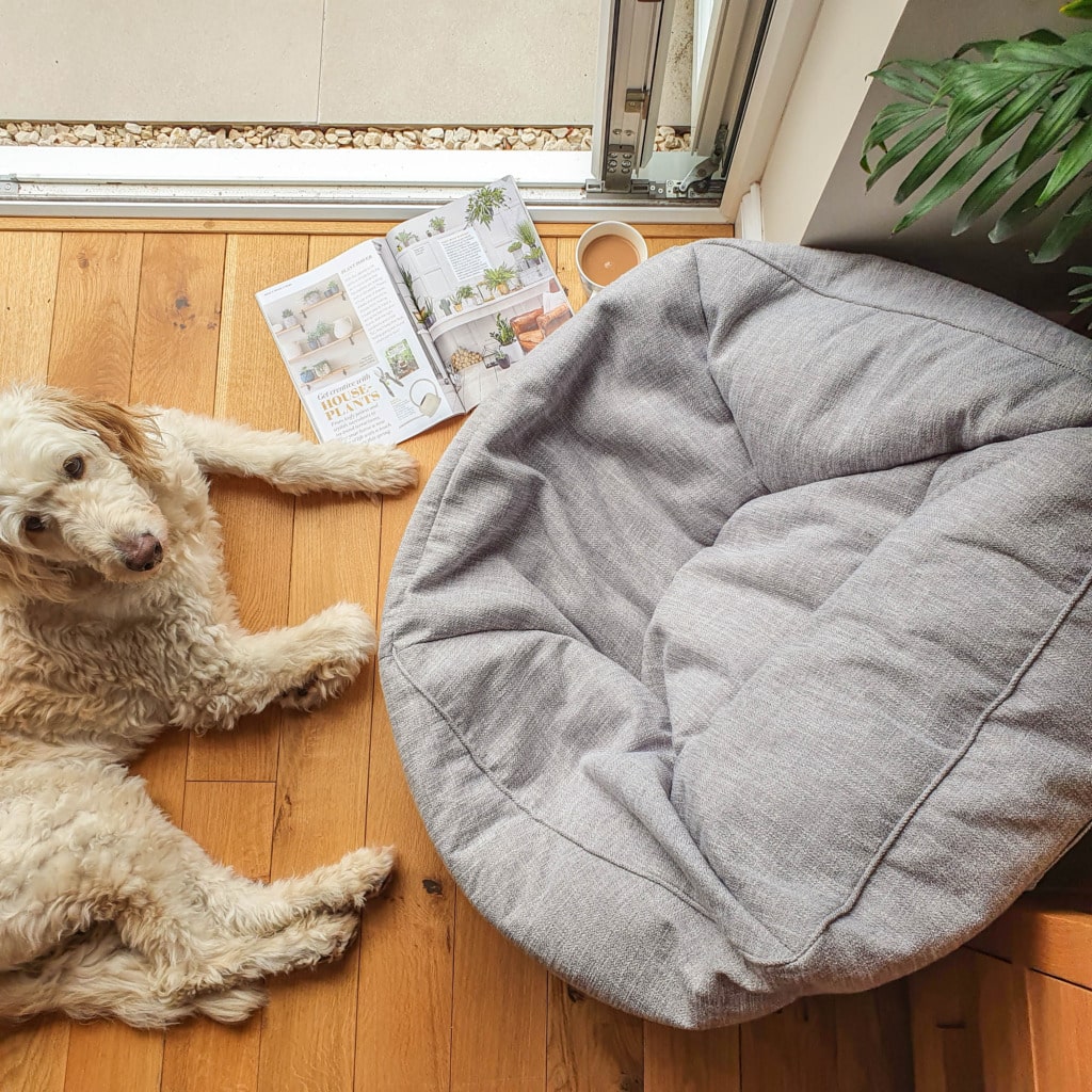 A fluffy white dog lies on a wooden floor next to an empty grey pet bed, a cup of coffee, and an open magazine with a review, near a sliding glass door and green plant—creating cosy vibes by the sunlight.