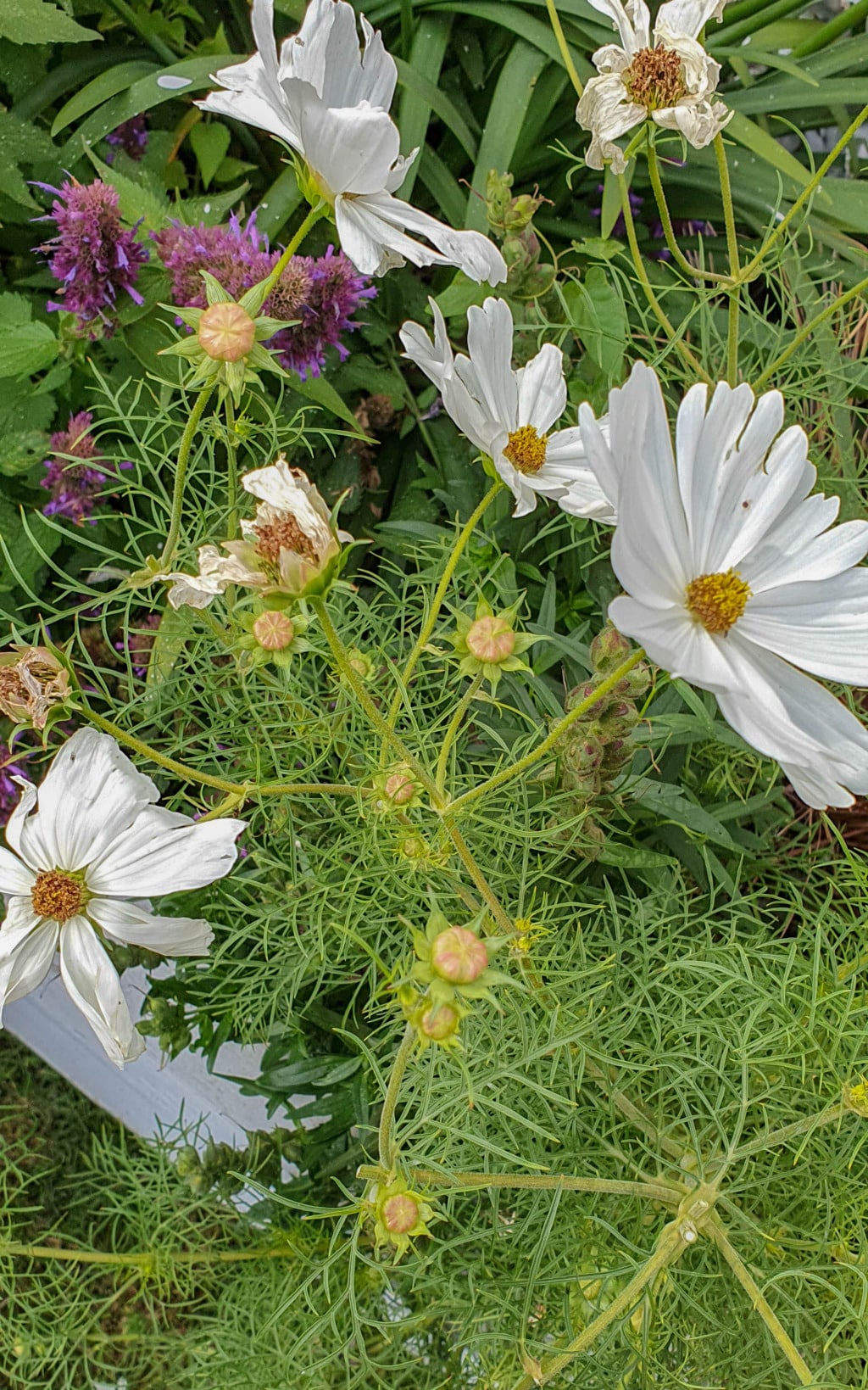 White cosmos flowers with yellow centres and feathery green foliage bloom in the August garden among clusters of purple flowers, surrounded by lush leaves. A few buds and partially wilted blooms add natural charm to the scene.