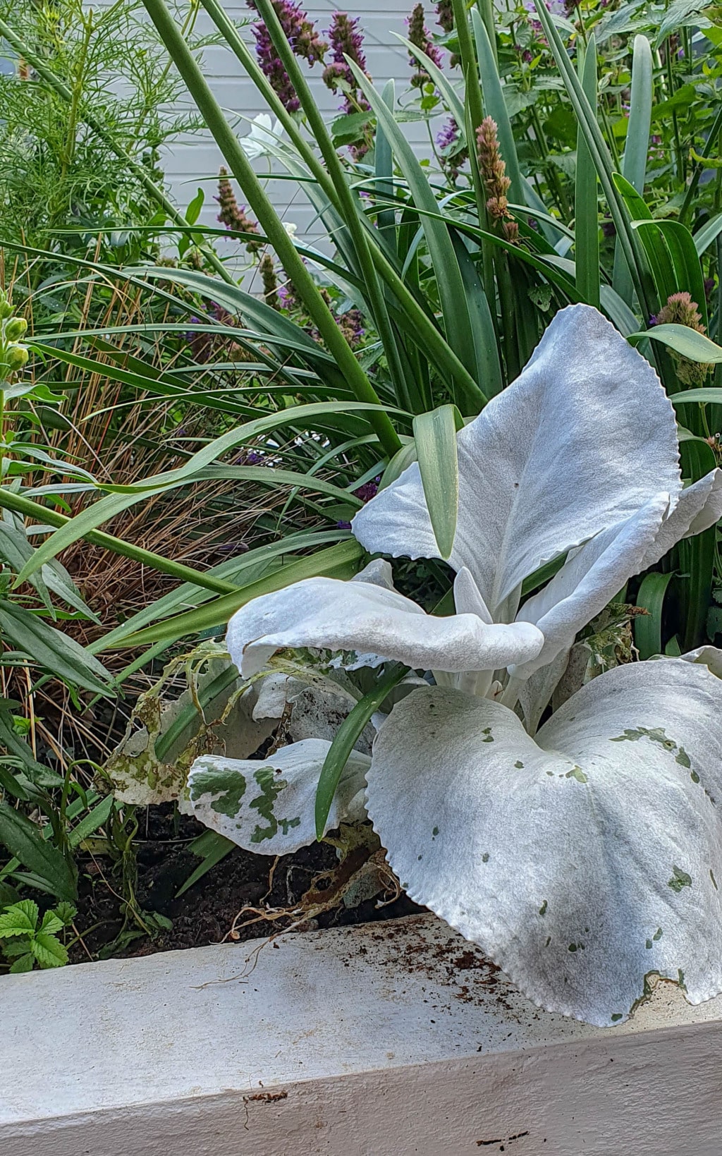 A close-up from My Garden in August features a large, white, velvety leaf plant surrounded by tall green grasses and purple flowers, with some soil visible on the white garden border.