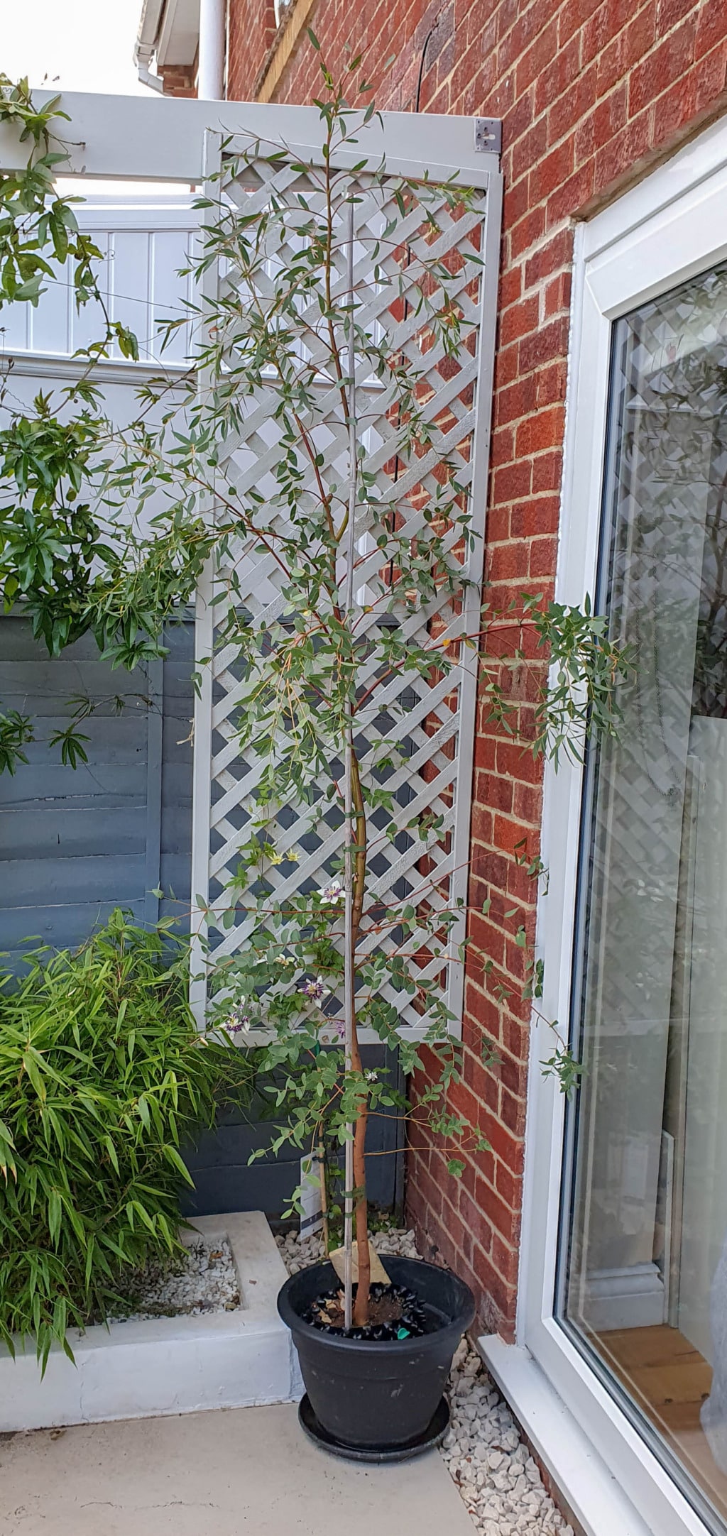 A tall, slender potted tree with thin branches and green leaves stands beside a red brick wall in the garden near a glass door. Behind it, a white lattice trellis and a blue wooden fence evoke the warmth of August.