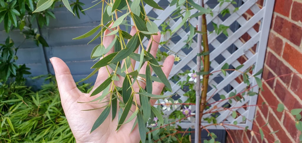 A hand holds up thin, elongated green leaves from a plant in a garden, with a wooden fence, trellis, and brick wall in the background—capturing the simple joys of August gardening.
