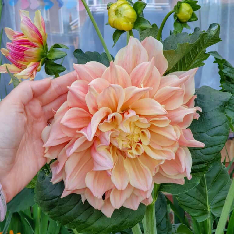 A hand gently holds a large, pale peach dahlia flowering among garden leaves in August, with smaller buds and another flower in the background.