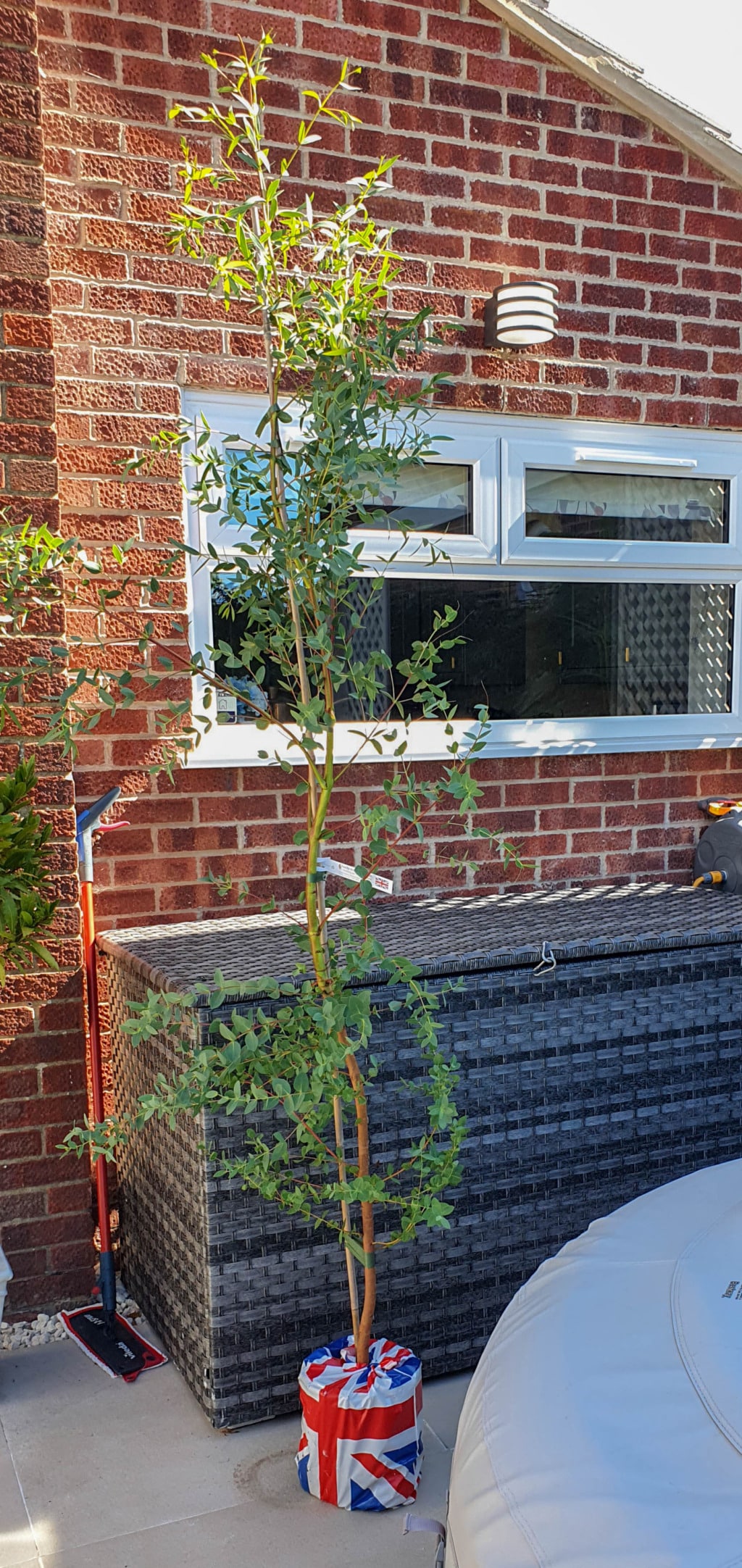 A tall, leafy potted plant stands on a patio in front of a brick house, the pot wrapped in a Union Flag cover. Perfect for August garden displays, it sits beside a rattan storage box, window, and spade ready for monthly gardening tasks.