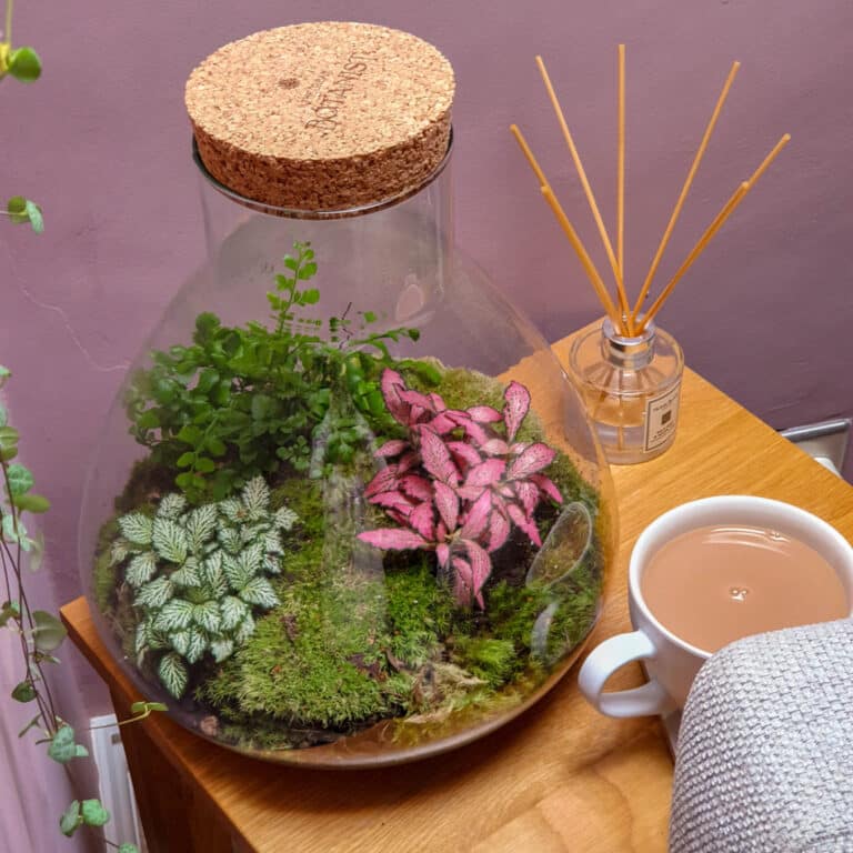 A glass terrarium with small green and pink plants sits on a wooden table next to a cup of tea, grey cushion, and reed diffuser against a purple wall—perfect inspiration for Home Interior Lovers or your Christmas Gift Guide.