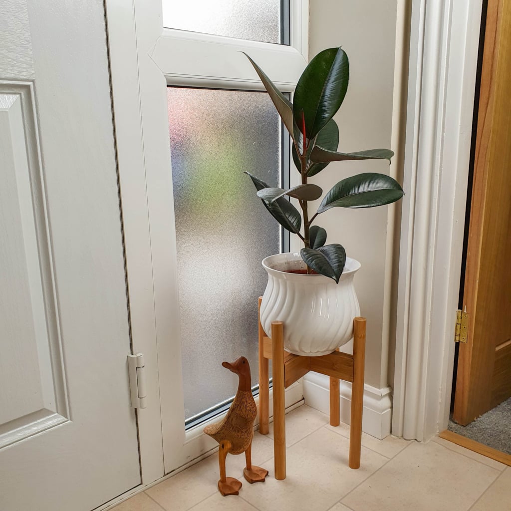 A potted rubber plant from Tree2mydoor sits on a wooden stand by a door with frosted glass; a small wooden duck ornament rests on the floor beside this stylish houseplant.