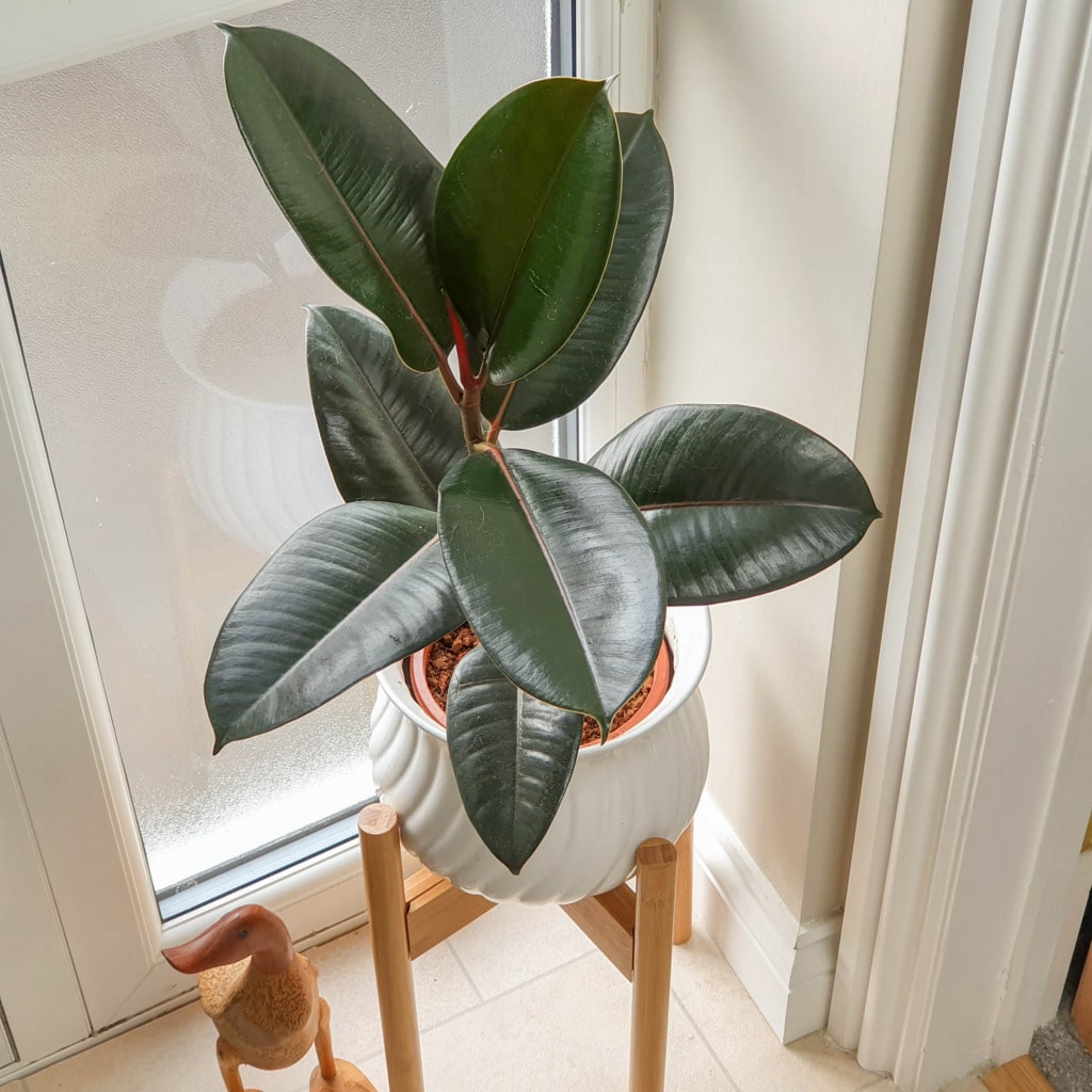 A rubber plant from Tree2mydoor with large, dark green leaves sits in a white pot on a wooden stand by a bright window. A small wooden duck figurine is placed nearby on the floor—a perfect house plant for any space.