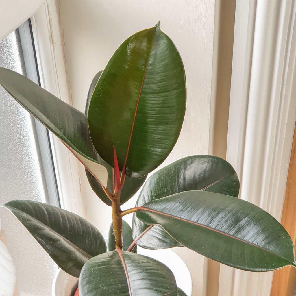 A rubber house plant with large, glossy dark green leaves sits in a white pot near a window, light streaming in to highlight the smooth texture and red central stems—a perfect addition from Tree2mydoor.