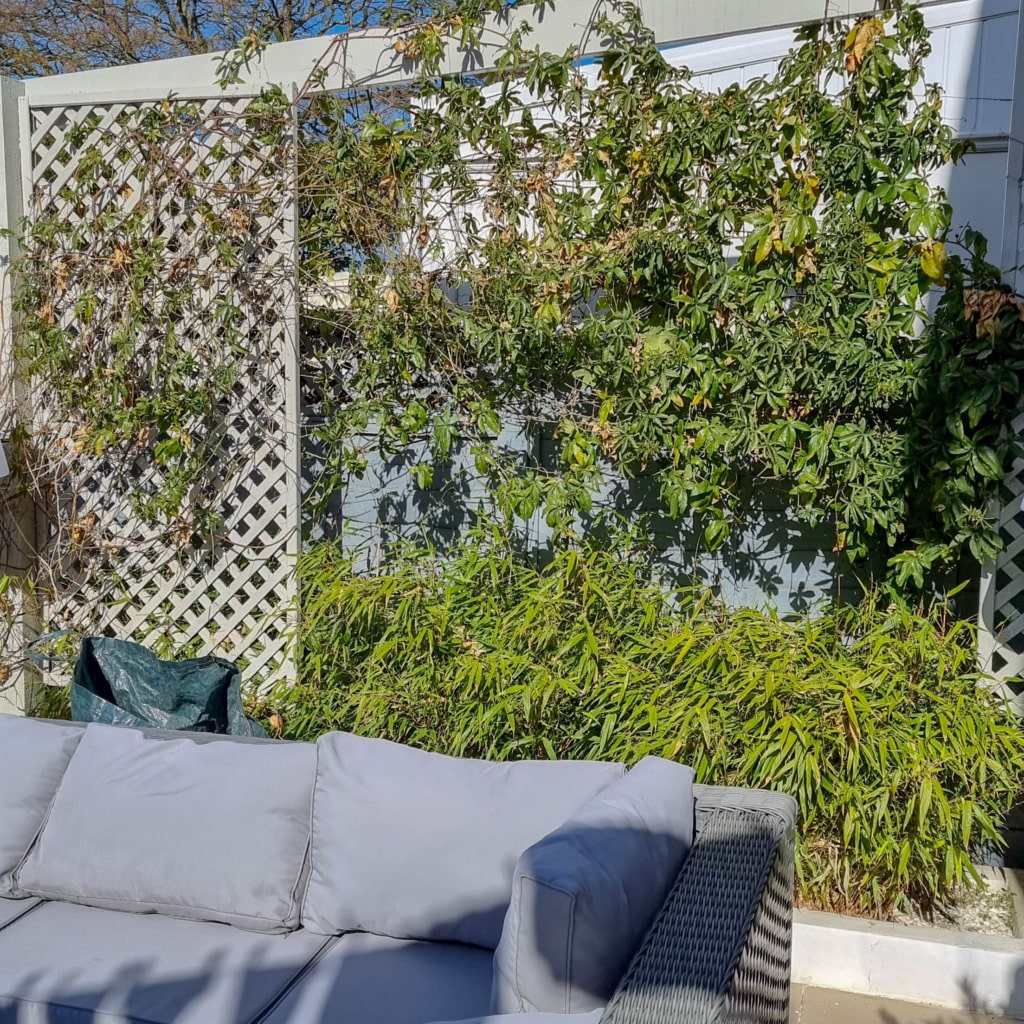 A light grey outdoor sofa sits in front of a white lattice fence covered with green leafy vines and bamboo plants, creating a tranquil April garden scene as sunlight casts gentle shadows across the area.