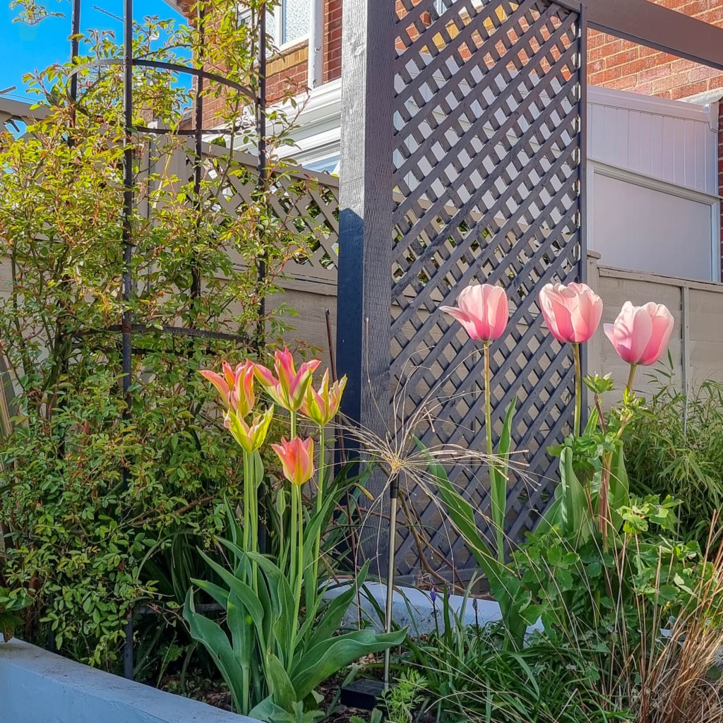 A small April garden bed with pink tulips and orange lilies grows beside a trellis screen and green shrubs, set against a white fence and brick house under a blue sky.