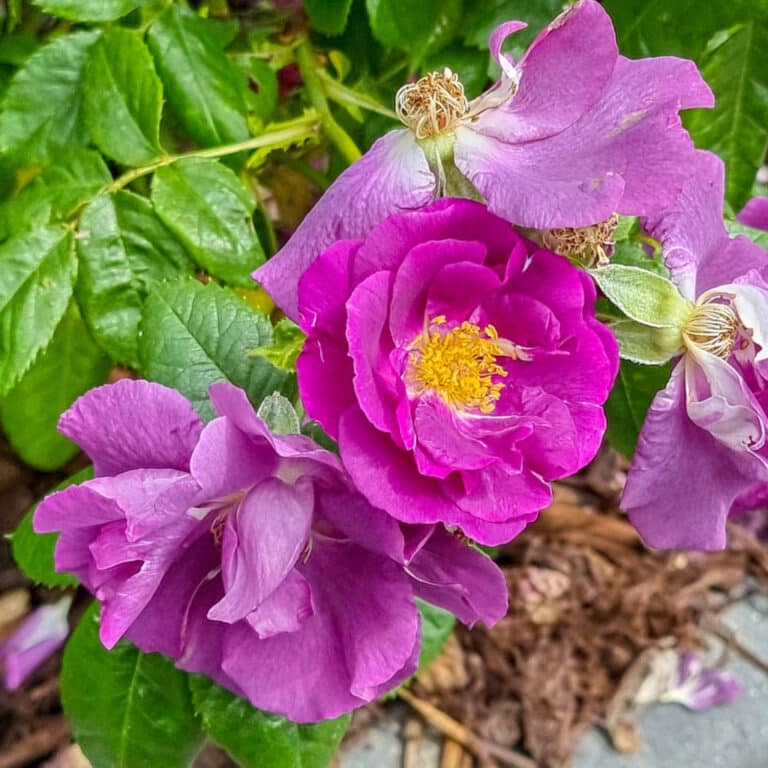 A vibrant pink rose in full bloom graces My Garden in June, surrounded by fading purple petals and green leaves, with dried brown flower heads visible above.
