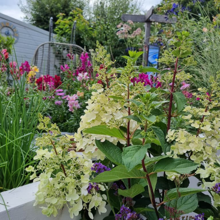 A vibrant garden at the end of summer, with blooming pink, white, and purple flowers, lush green foliage, and a white raised flower bed. In the background, a garden chair, shed, and wooden trellis sit beneath a cloudy sky.