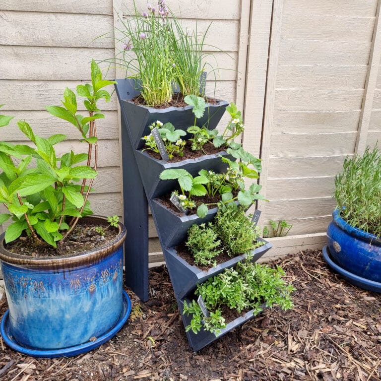 A wooden herb planter with herbs and strawberries stands against a wooden fence, flanked by two blue ceramic pots with leafy green plants, on a mulched garden bed.
