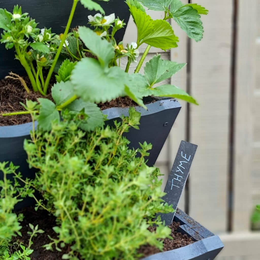 Close-up of a vertical herb garden planter with green thyme and strawberry plants. A small black label in the soil reads THYME in white letters. A wooden fence is visible in the background.
