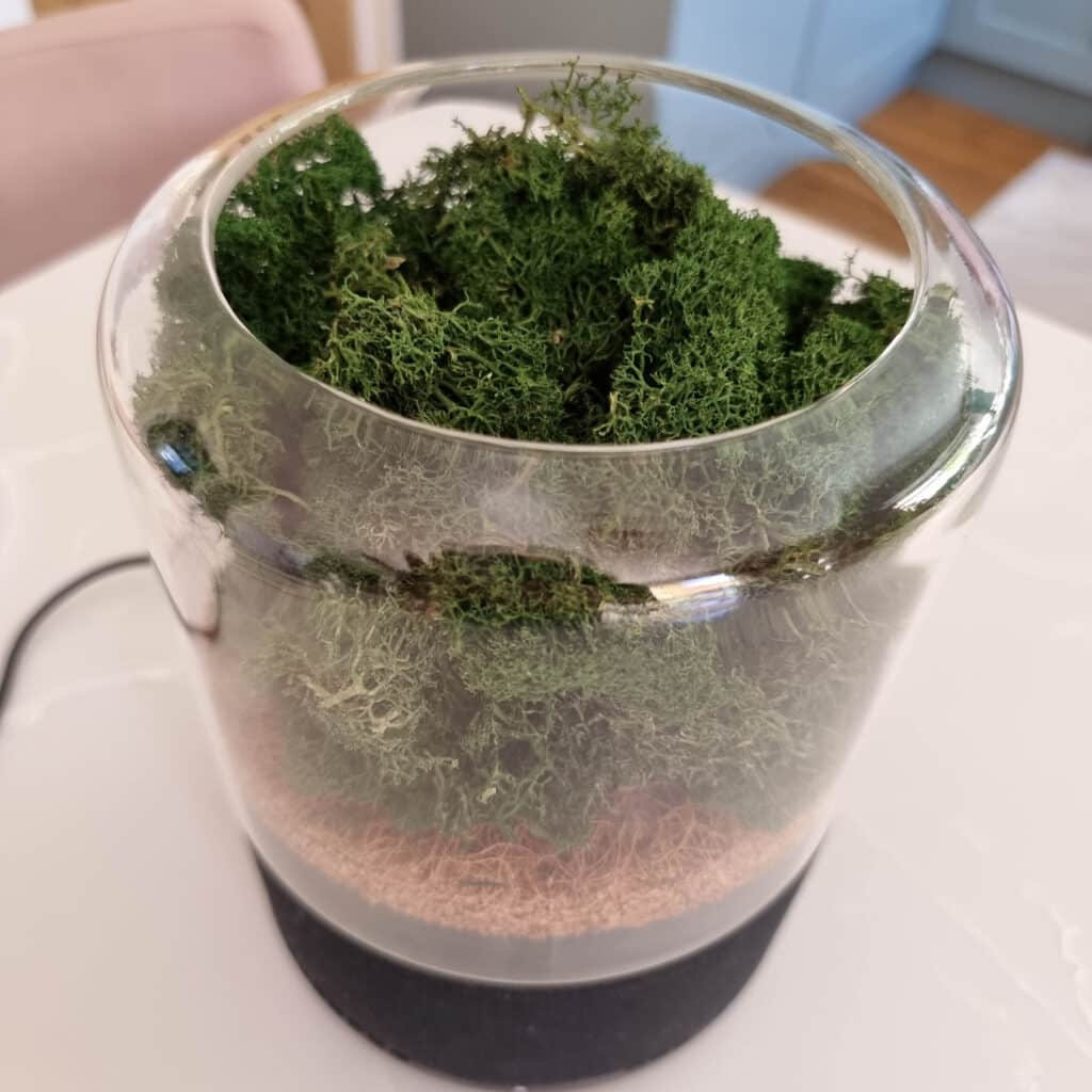 A clear glass container with green moss inside sits on a white surface. With its black base, it resembles a decorative item or terrarium—much like those highlighted in a Briiv Air Purifier review for their natural, stylish design.