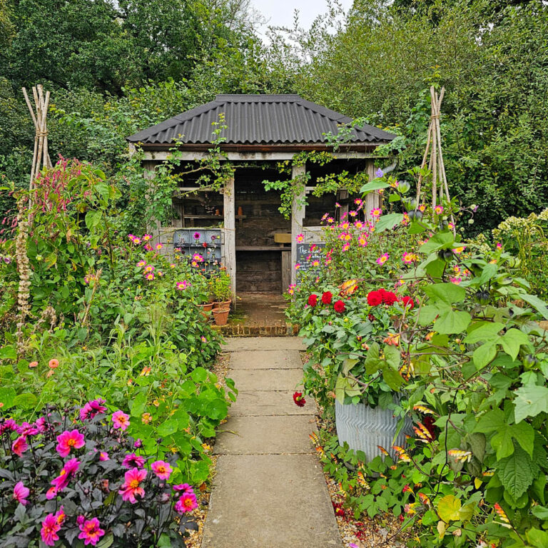 A small wooden garden shed with a dark roof is surrounded by lush greenery and colourful blooms. A stone path leads to this Garden Getaway through vibrant beds, evoking the charm of Sarah Raven Gardens.