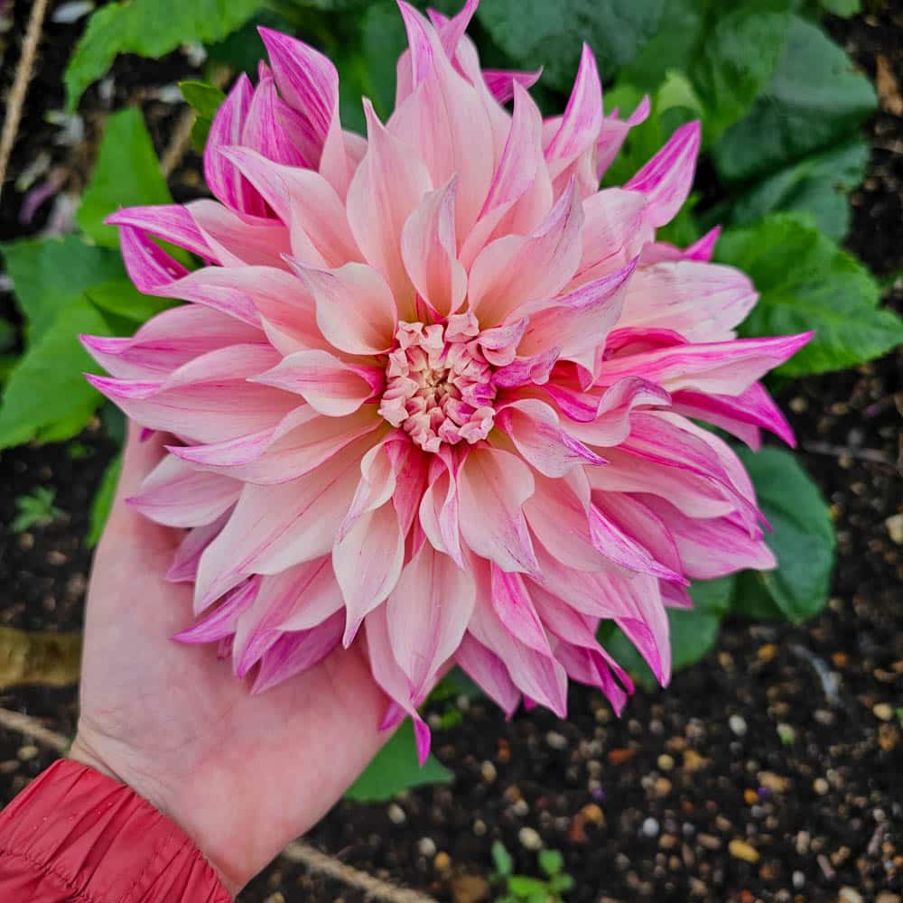 A hand holds a large, fully bloomed pink dahlia flower with pointed petals, set against lush green leaves and soil—capturing the vibrant essence of a Sarah Raven Gardens-inspired Garden Getaway.