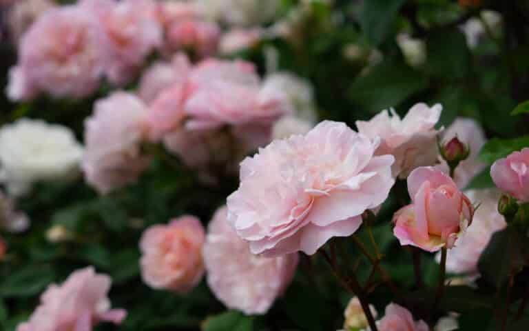 Light pink roses in full bloom with green leaves in the background create a lush garden scene—perfect inspiration for thoughtful Valentine’s Day gift ideas or romantic gifts for boyfriend.