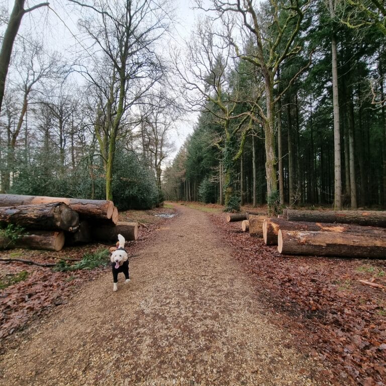 A small white dog stands on a wide dirt path in a forest, surrounded by tall trees and large cut logs—evidence of great chainsaw performance. Fallen leaves cover the ground and the sky is overcast.