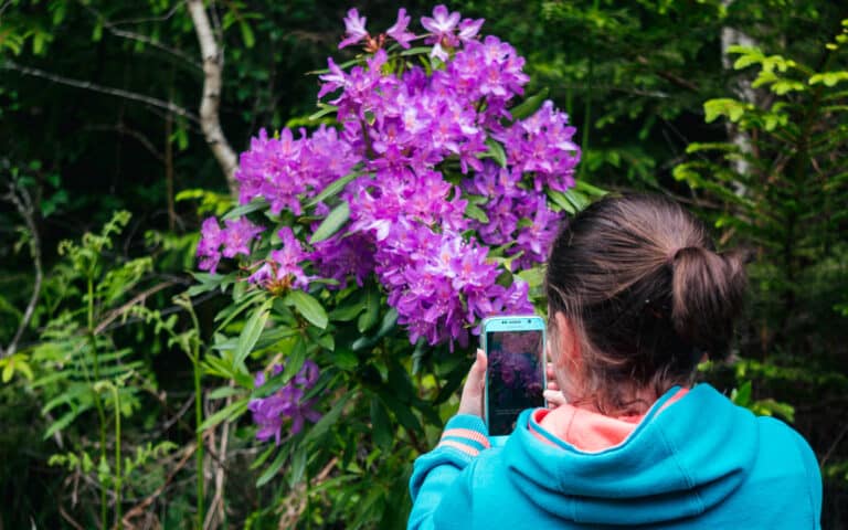 A person in a teal hoodie takes a photo of a large cluster of vibrant purple flowers on a bush, surrounded by green foliage in an outdoor, wooded area—an inspiring scene for a captivating family video.