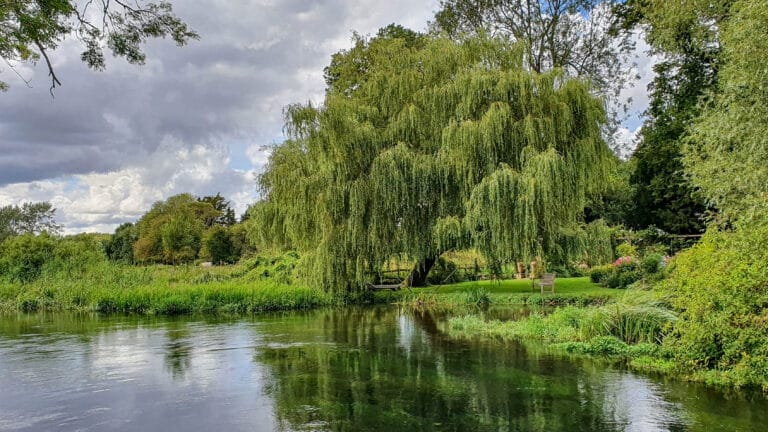 A large willow tree with drooping branches stands beside a calm river, surrounded by green grass and bushes under a cloudy sky. A wooden bench sits nearby, offering a peaceful scene that inspires nature-inspired decor and spiritual benefits.
