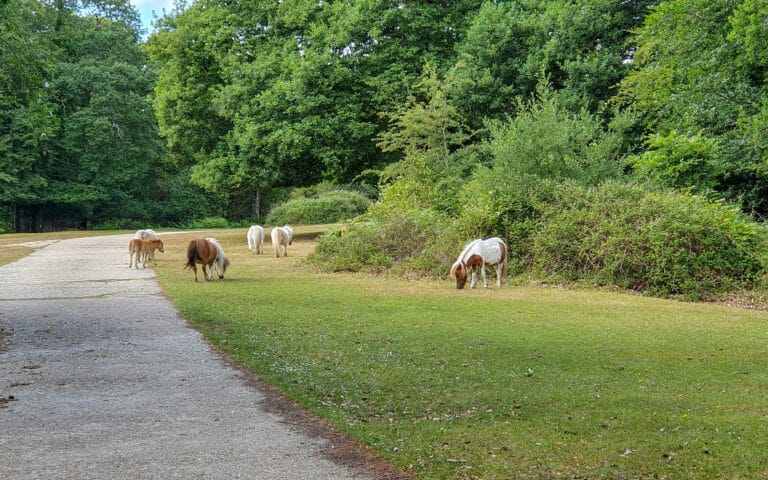 Six ponies graze on grass beside a paved path in a park, surrounded by green trees and bushes on a sunny day—an inviting scene that promises a positive camping experience for nature lovers.